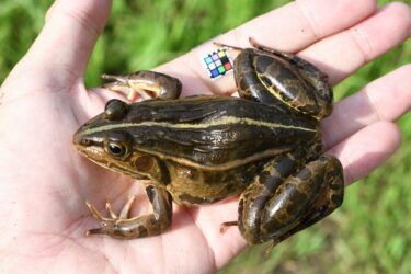 カエル様 ブラック ブラウン レザー 27.5 トノサマガエル│熊本県益城町 水辺の生き物マルチメディア図鑑